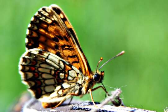 Image of Melitaea athalia