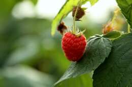 Image of Raspberry