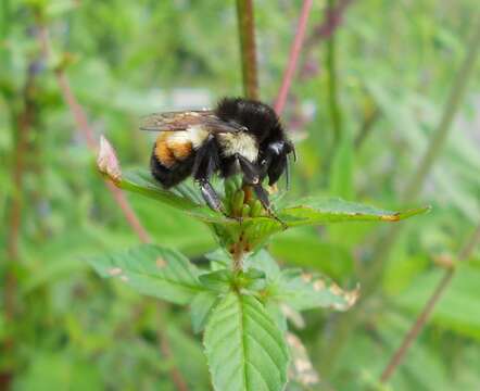 Image of Bombus ephippiatus Say 1837