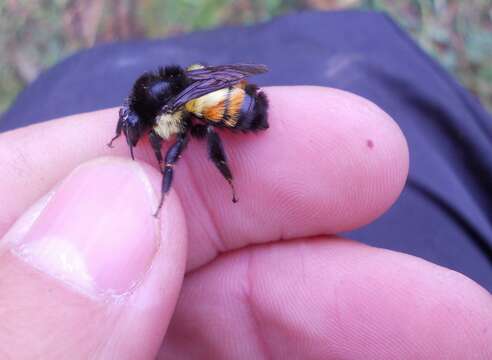 Image of Bombus ephippiatus Say 1837