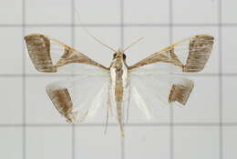 Sivun Agrioglypta eurytusalis Walker 1859 kuva