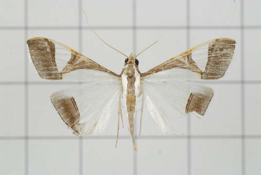 Agrioglypta eurytusalis Walker 1859 resmi