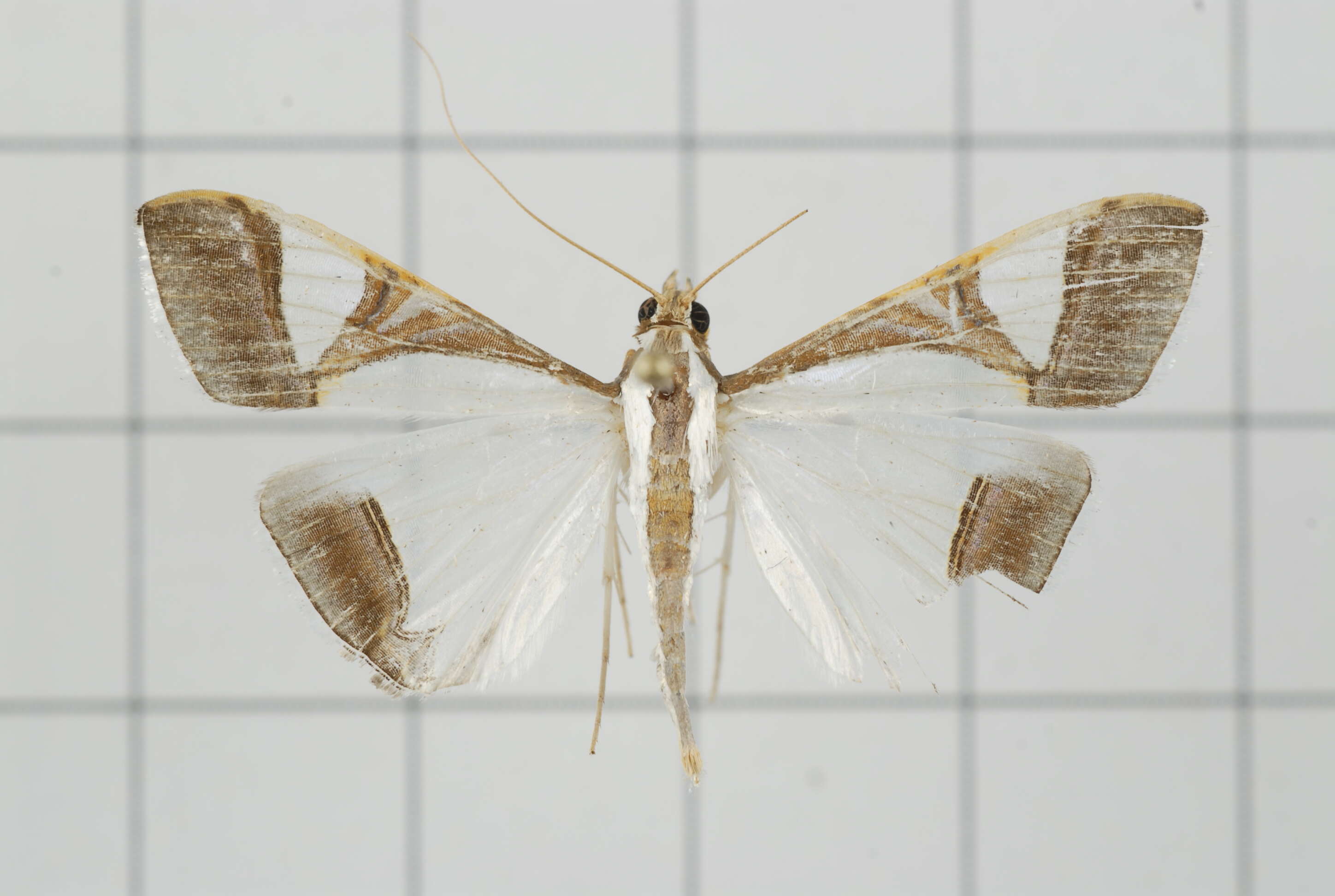 Sivun Agrioglypta eurytusalis Walker 1859 kuva