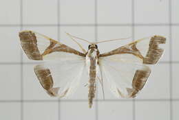 Agrioglypta eurytusalis Walker 1859 resmi