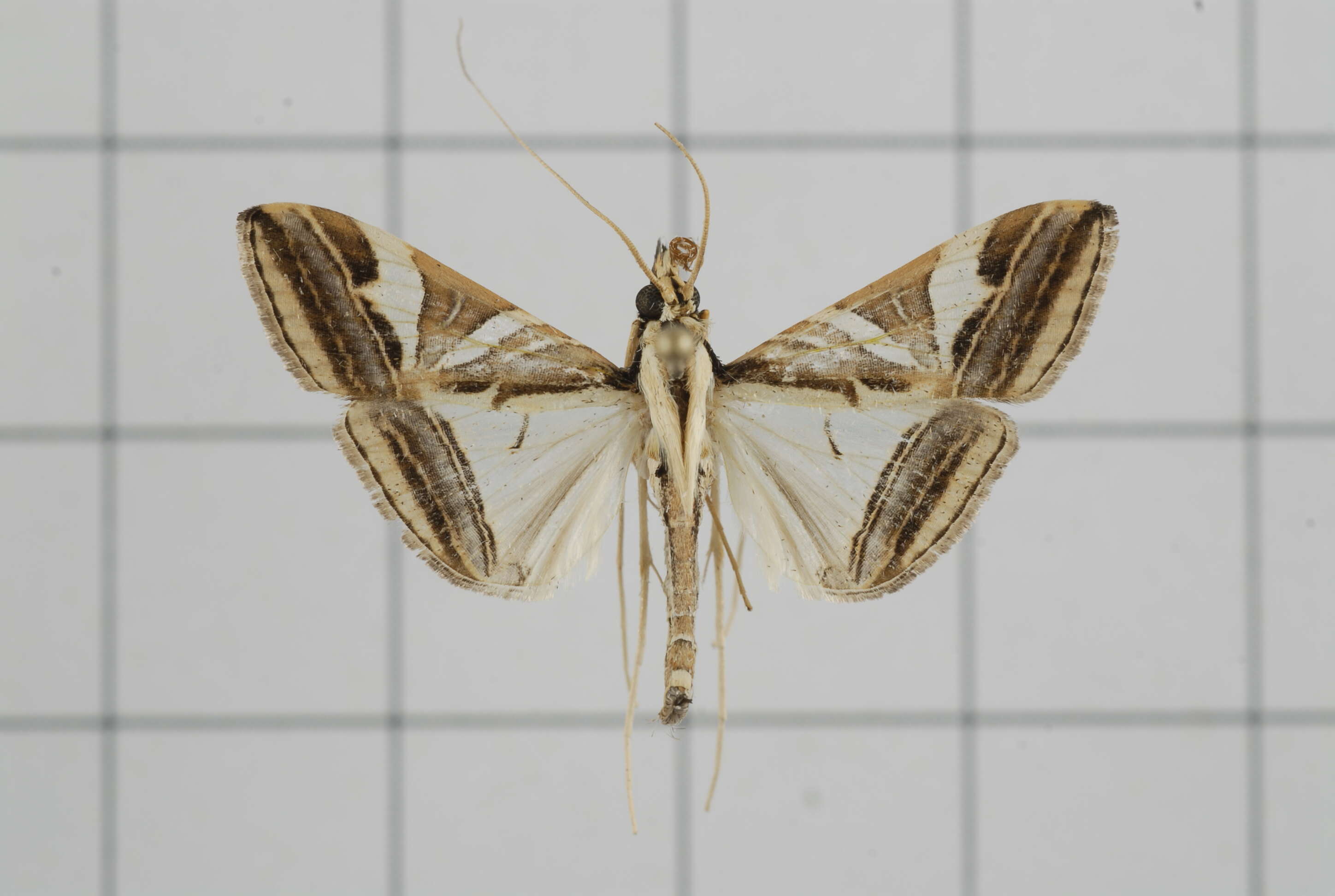 Agrioglypta itysalis Walker 1859 resmi