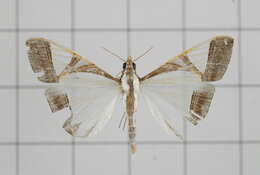 Agrioglypta eurytusalis Walker 1859 resmi