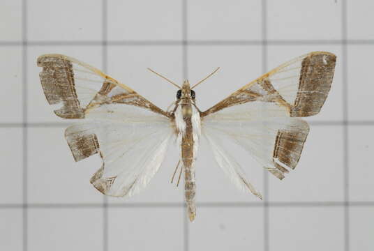 Agrioglypta eurytusalis Walker 1859 resmi