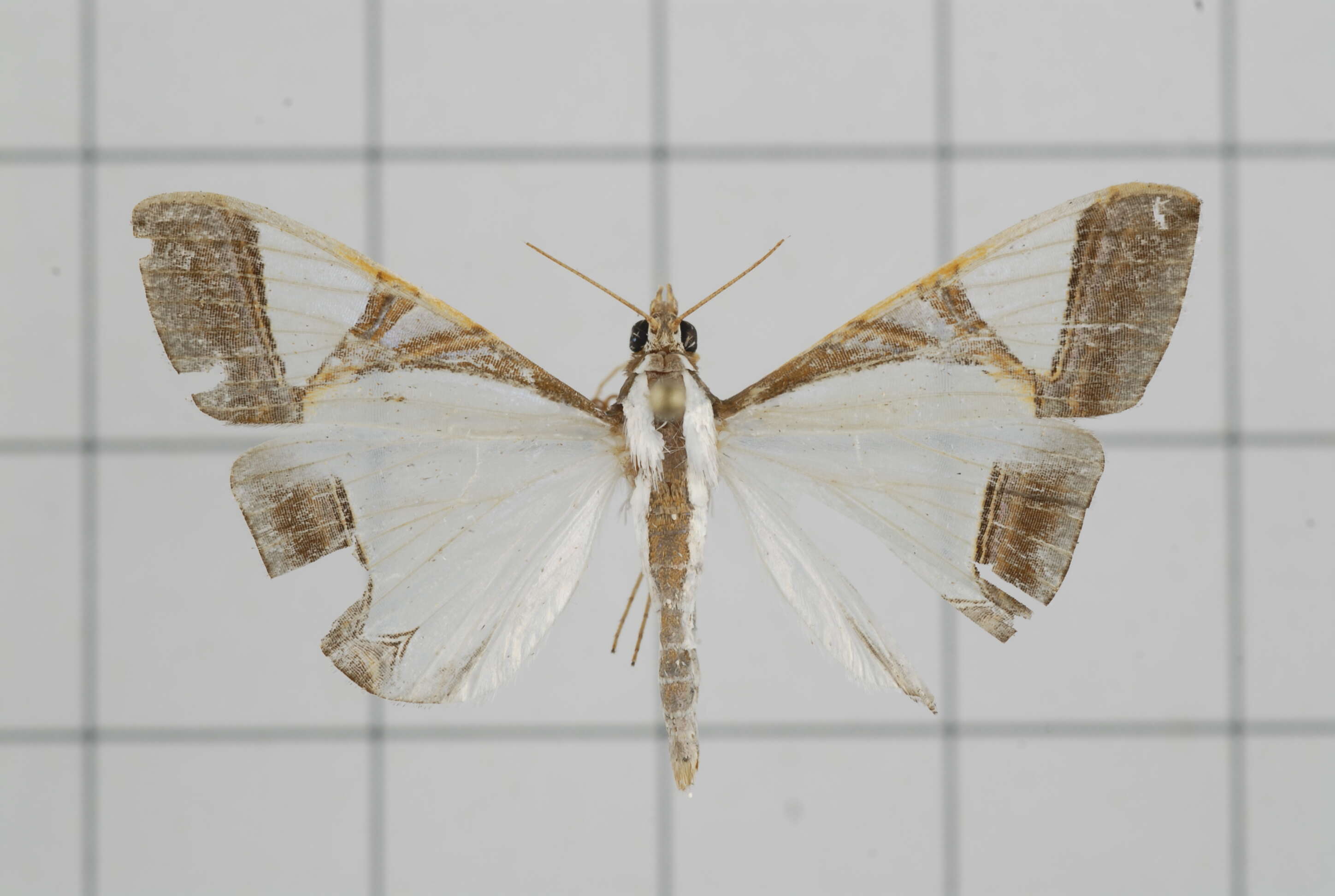 Sivun Agrioglypta eurytusalis Walker 1859 kuva