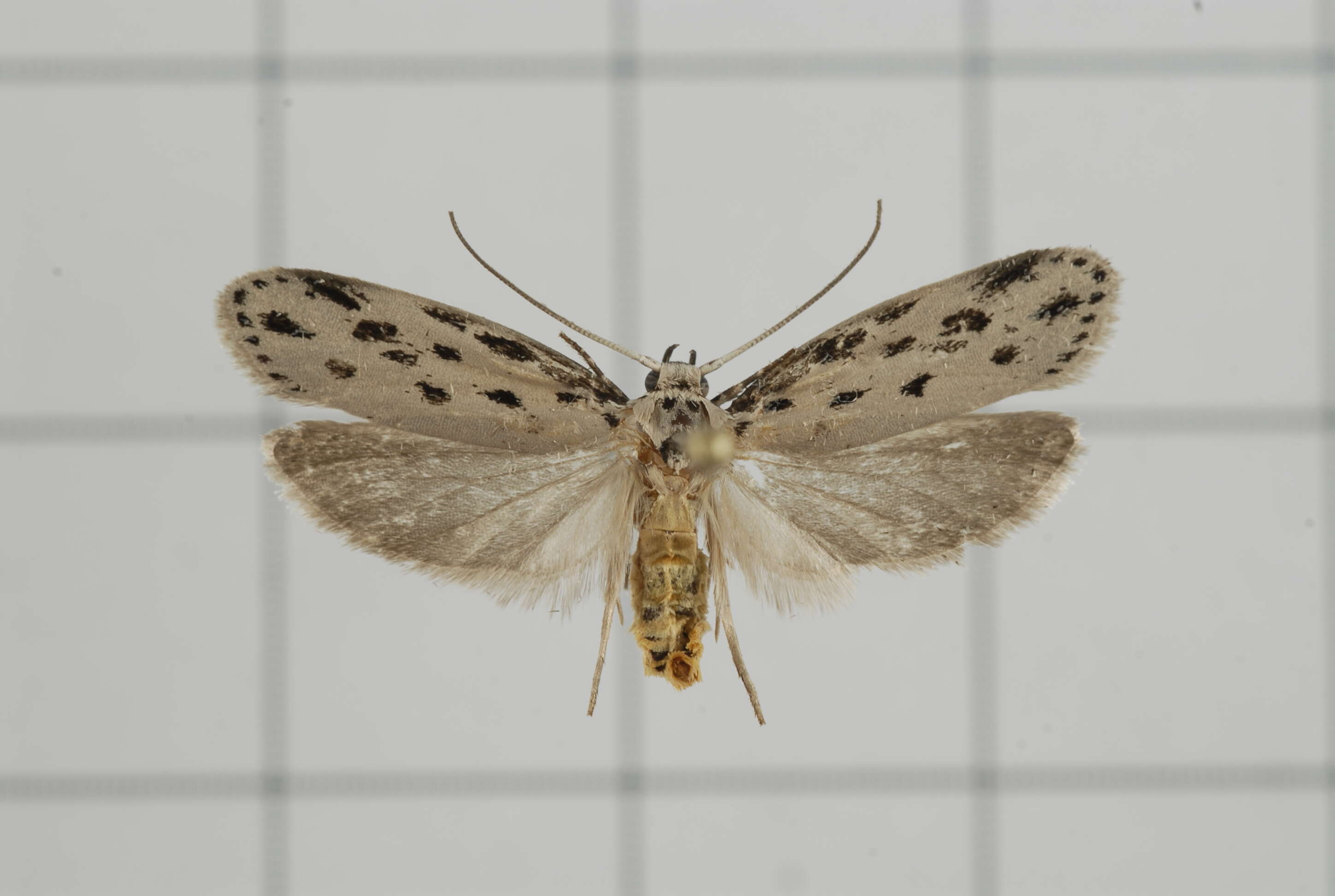 Image of Ethmia crocosoma Meyrick 1914