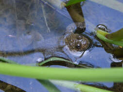 Image of Yellow–bellied Toad
