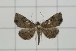 Image of Rhesala imparata Hampson 1858