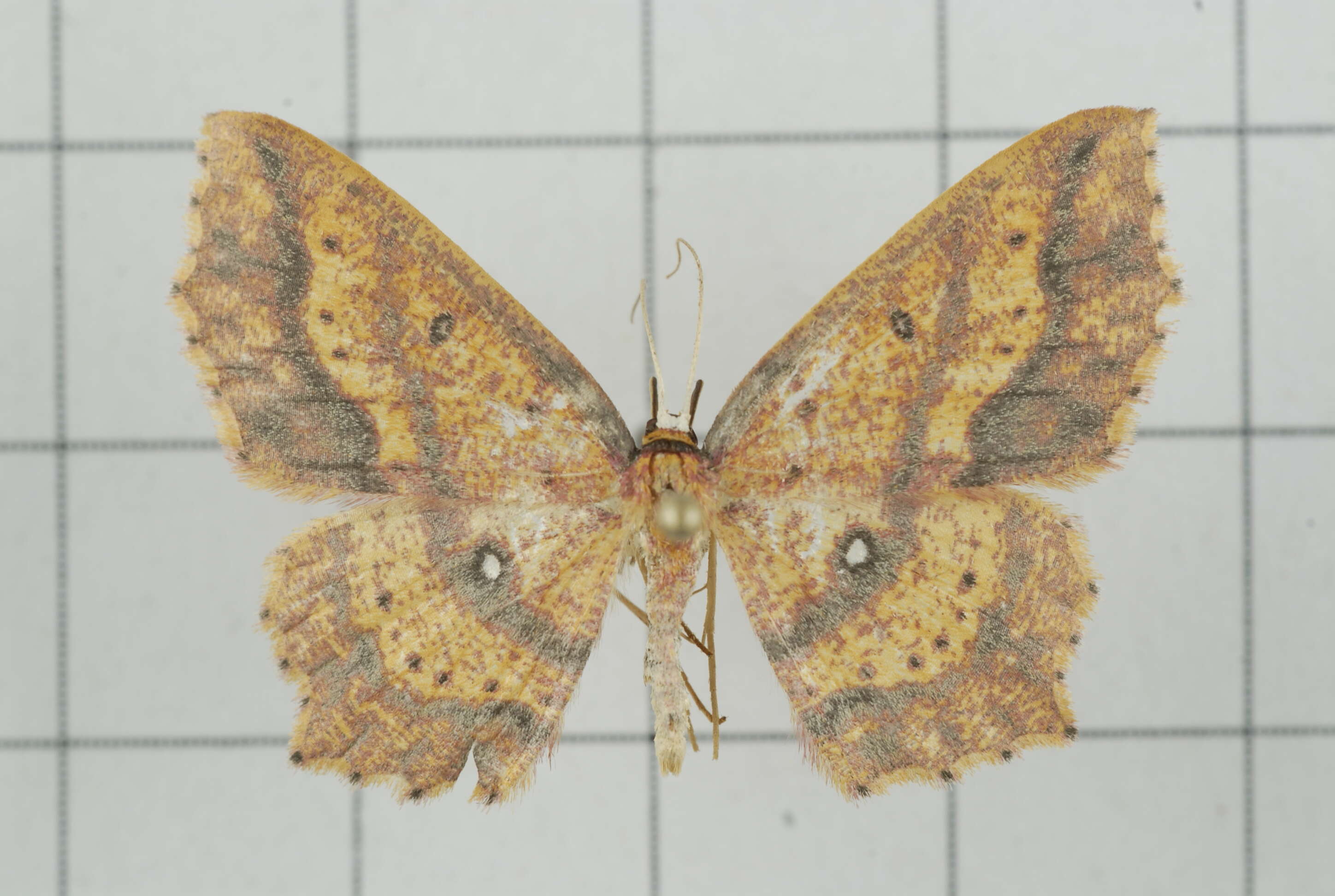 Image of Synegiodes histrionaria Swinhoe 1892