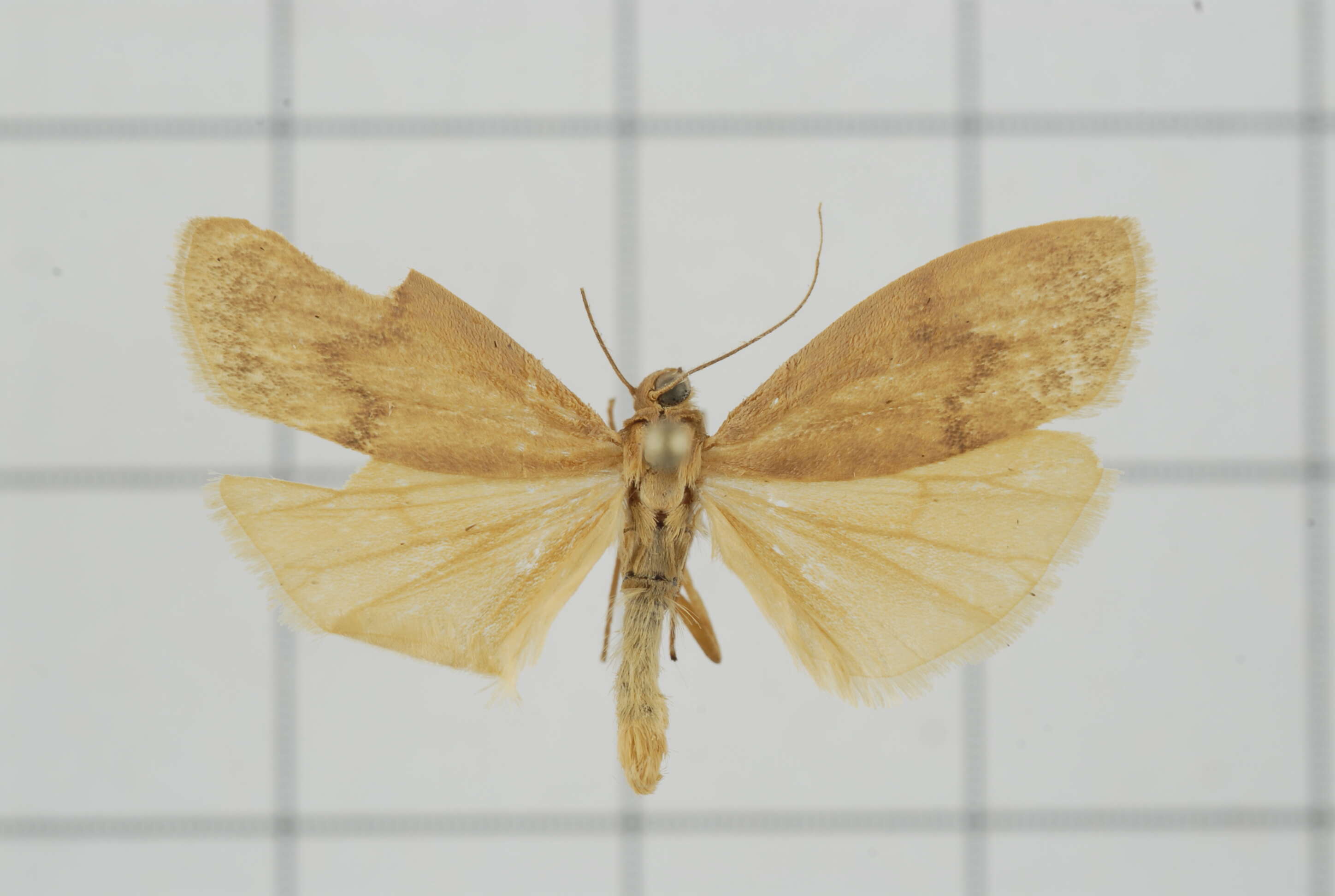 Image of Eilema ratonis Matsumura 1927