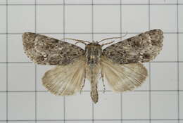 Image of Acronicta pruinosa Guenée 1852