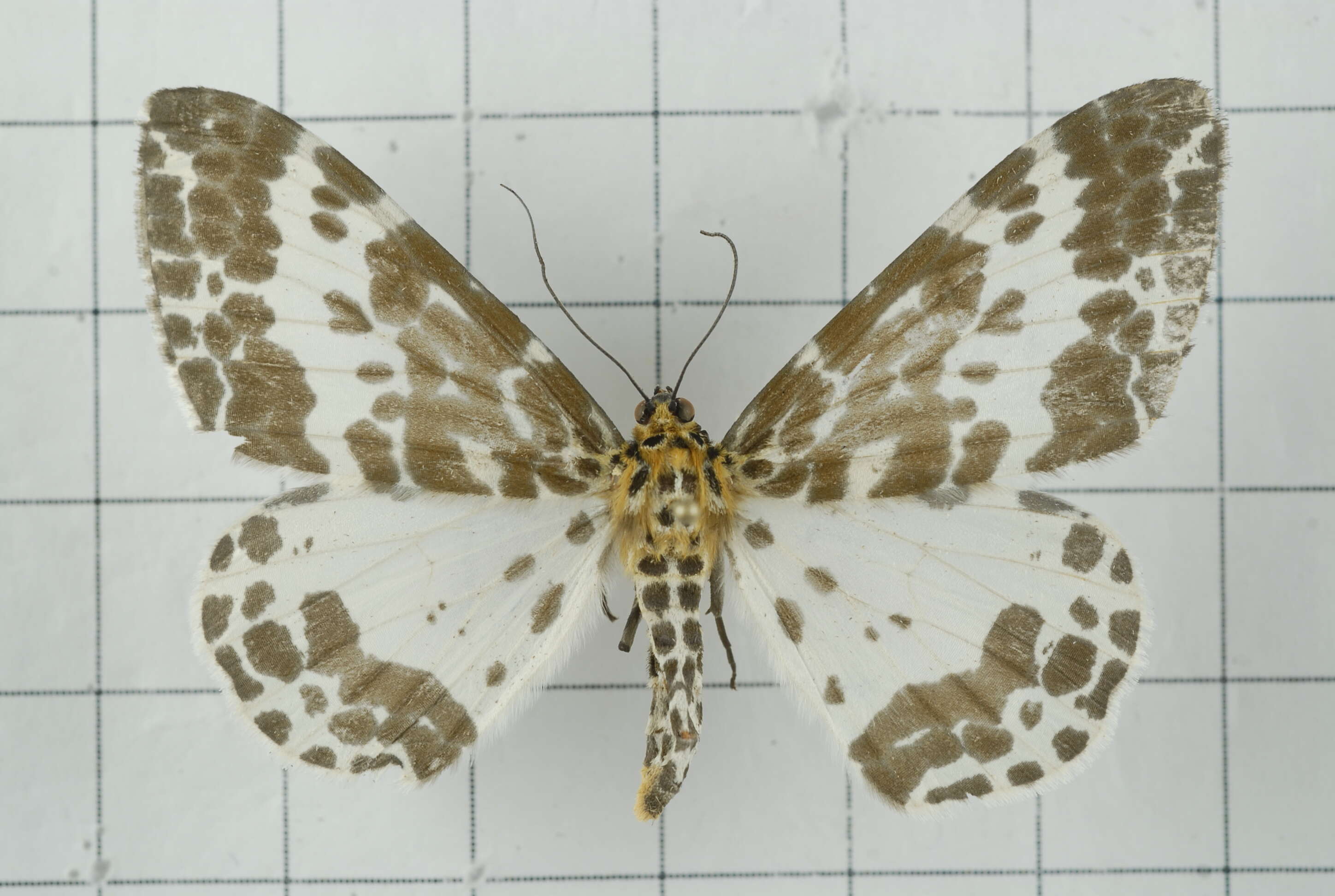 Image of Dilophodes baria