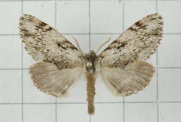 Image of Microphalera grisea Butler 1885