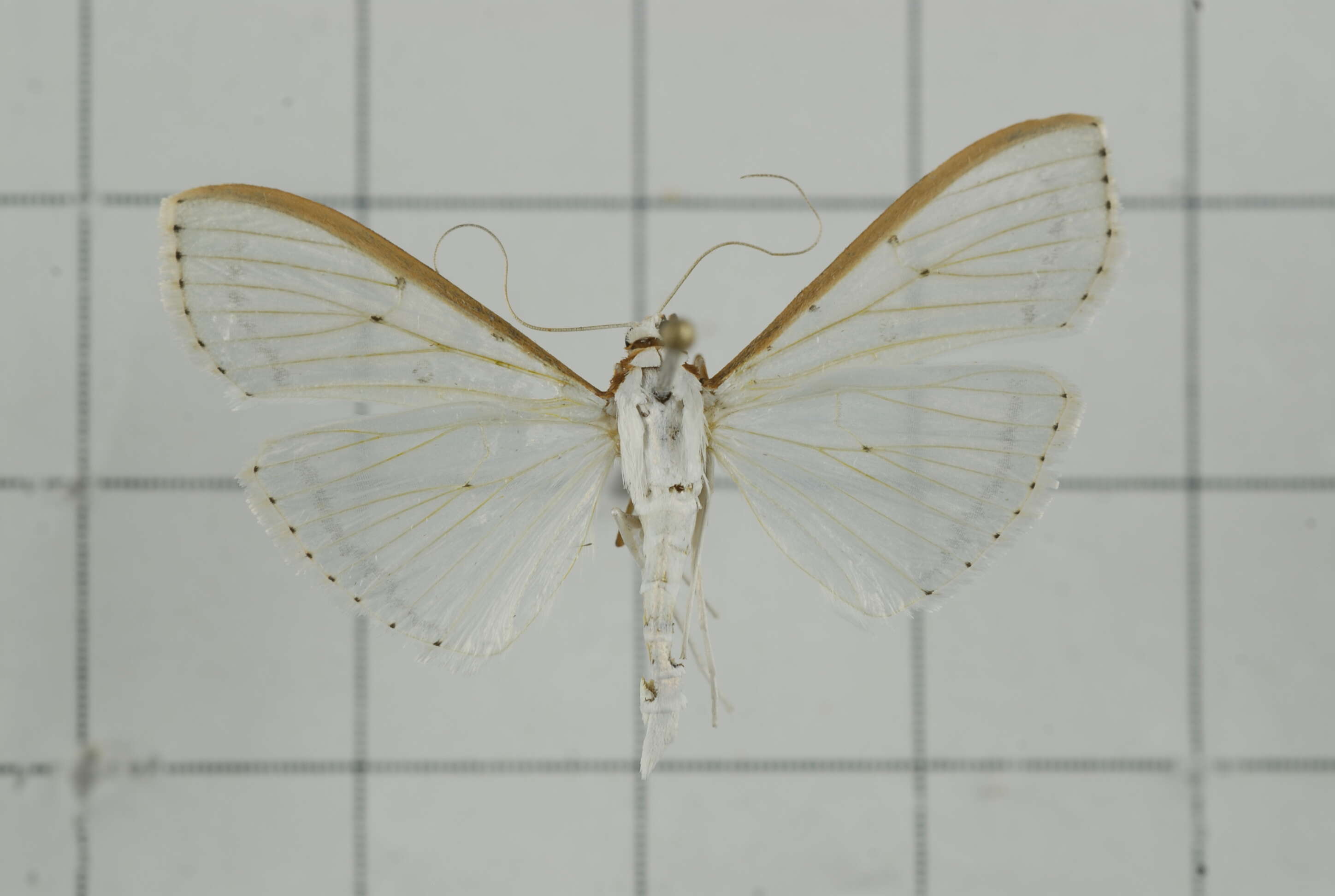 Imagem de Palpita asiaticalis Inoue 1994