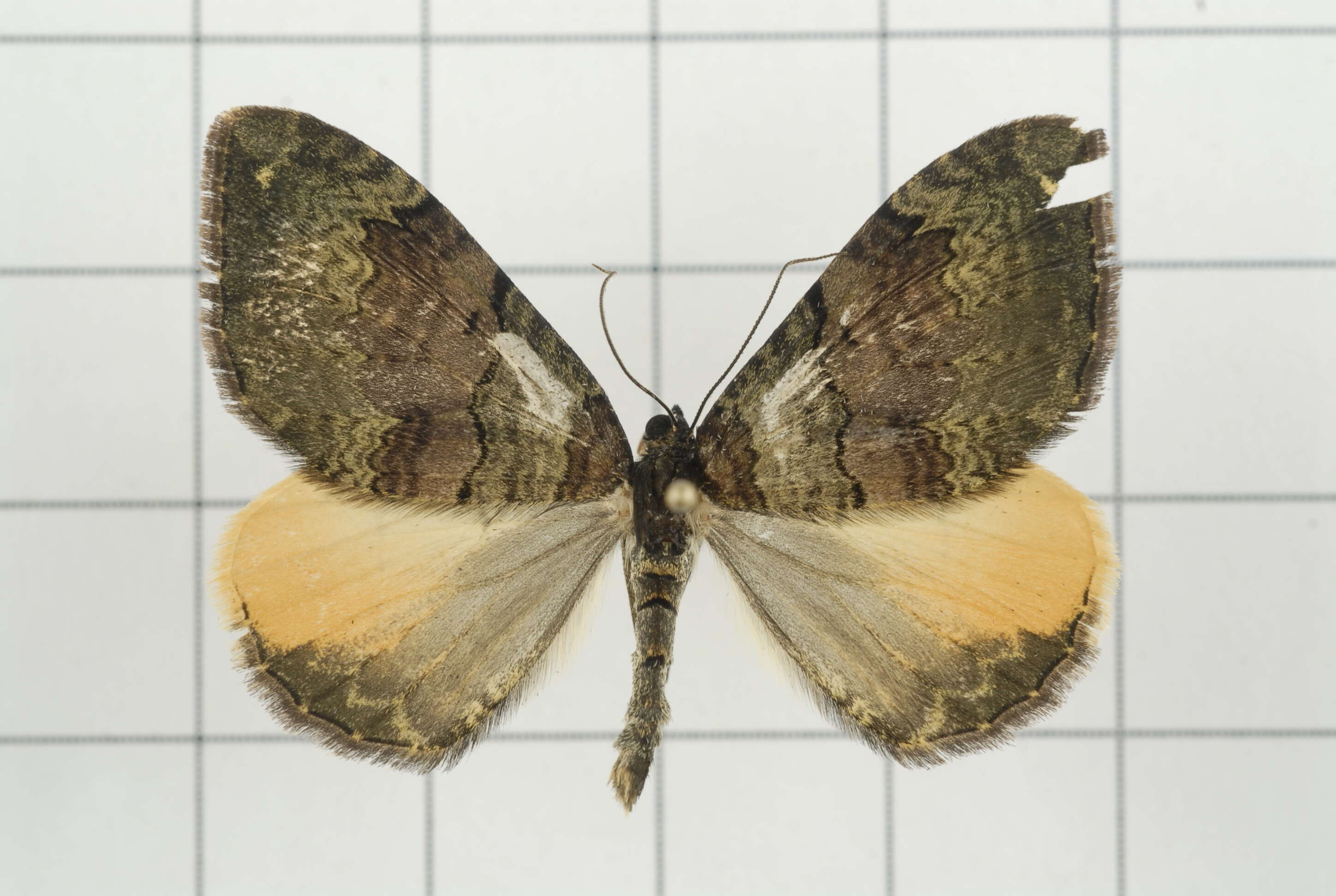 Image of Photoscotosia insularis Bastelberger 1909