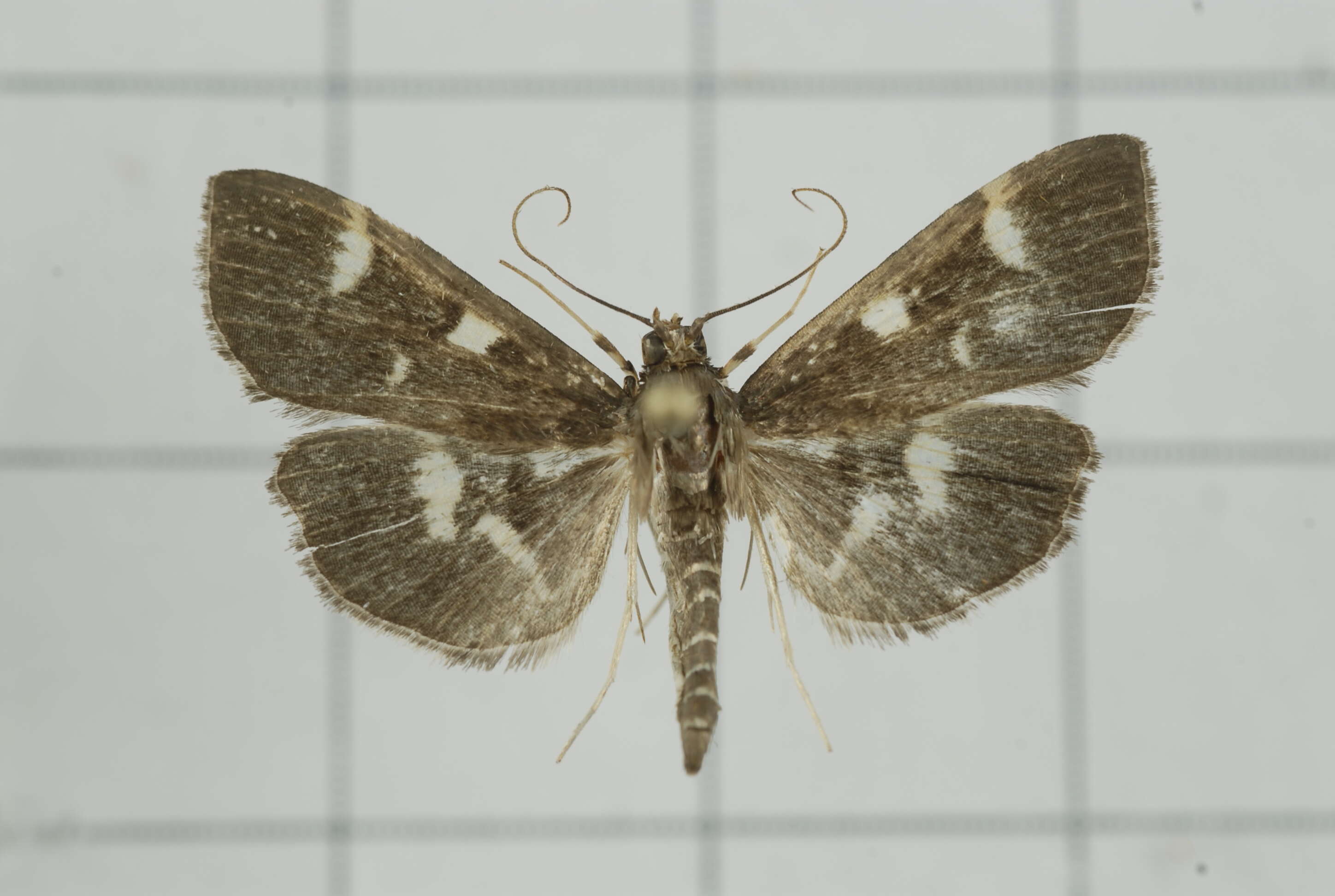 Image de Herpetogramma luctuosalis Guenée 1854