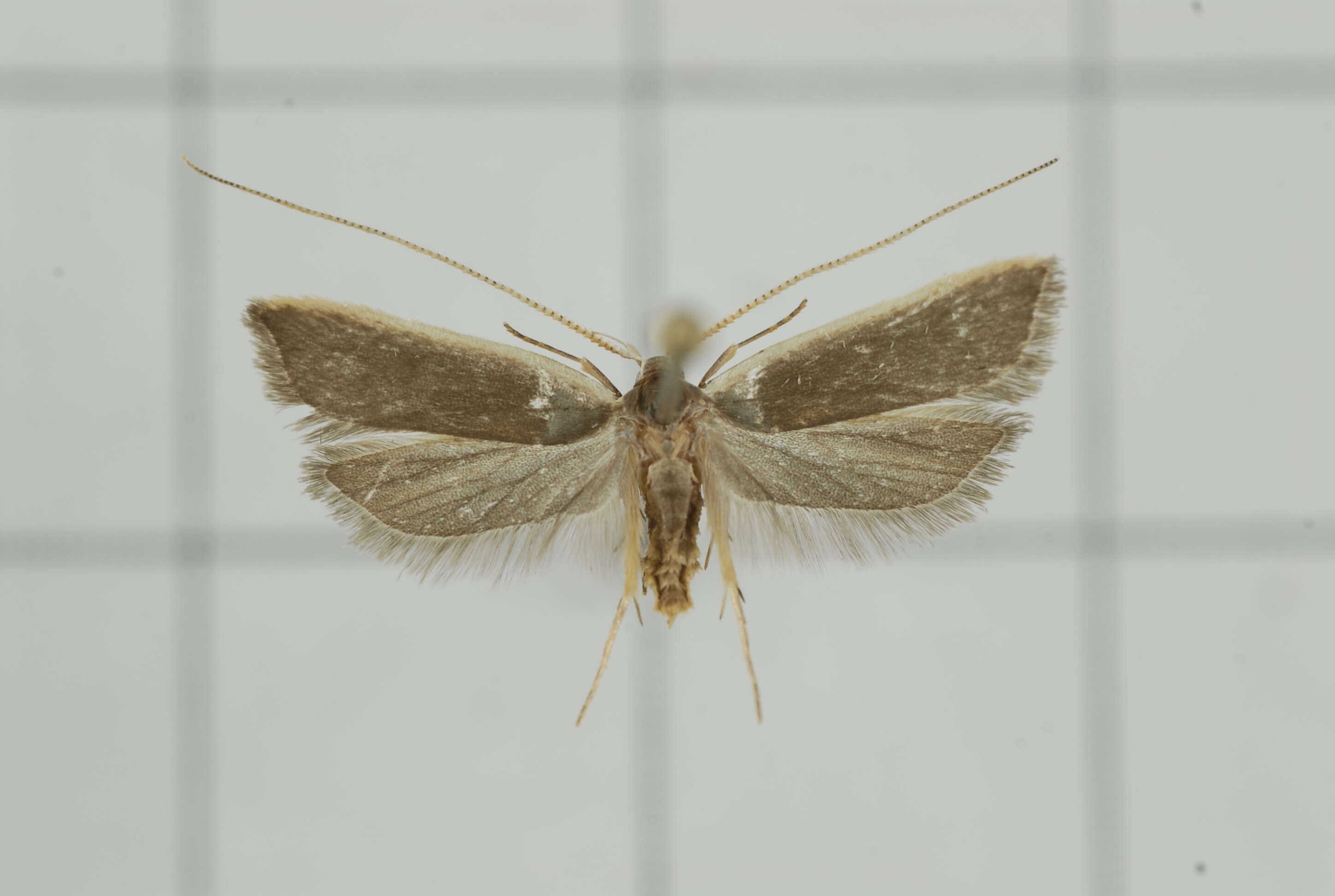 Image of Homaloxestis myeloxesta Meyrick 1932