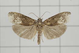 Image of Arcesis threnodes Meyrick 1905