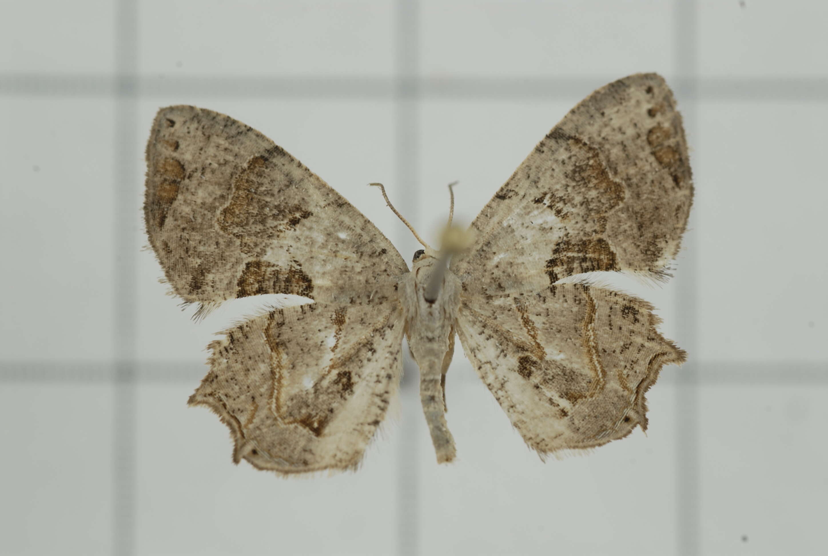 Image of Epiplema oyamana Matsumura 1931