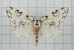 Image of Lymantria concolor Walker 1855