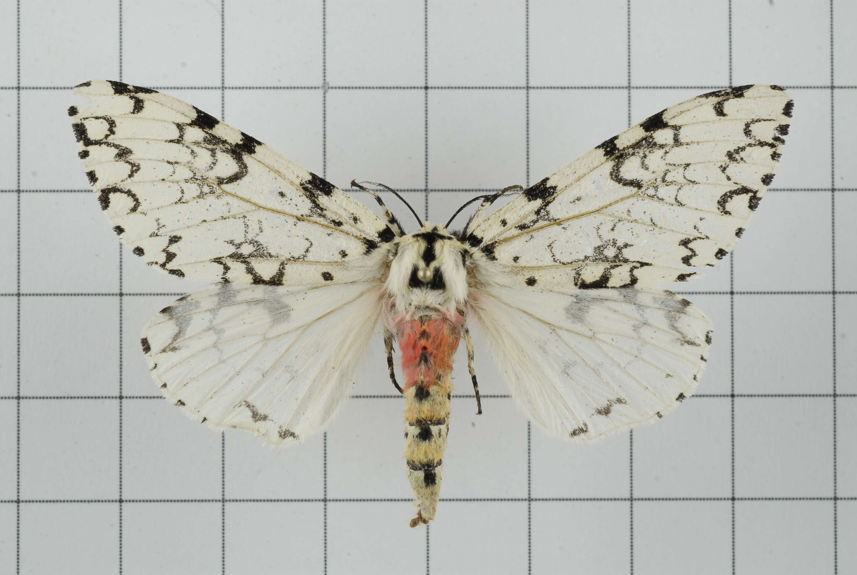 Image of Lymantria concolor Walker 1855