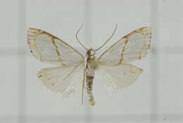 Image of Pseudargyria interruptella Walker 1866