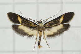 Image of Lysipatha diaxantha Meyrick 1932