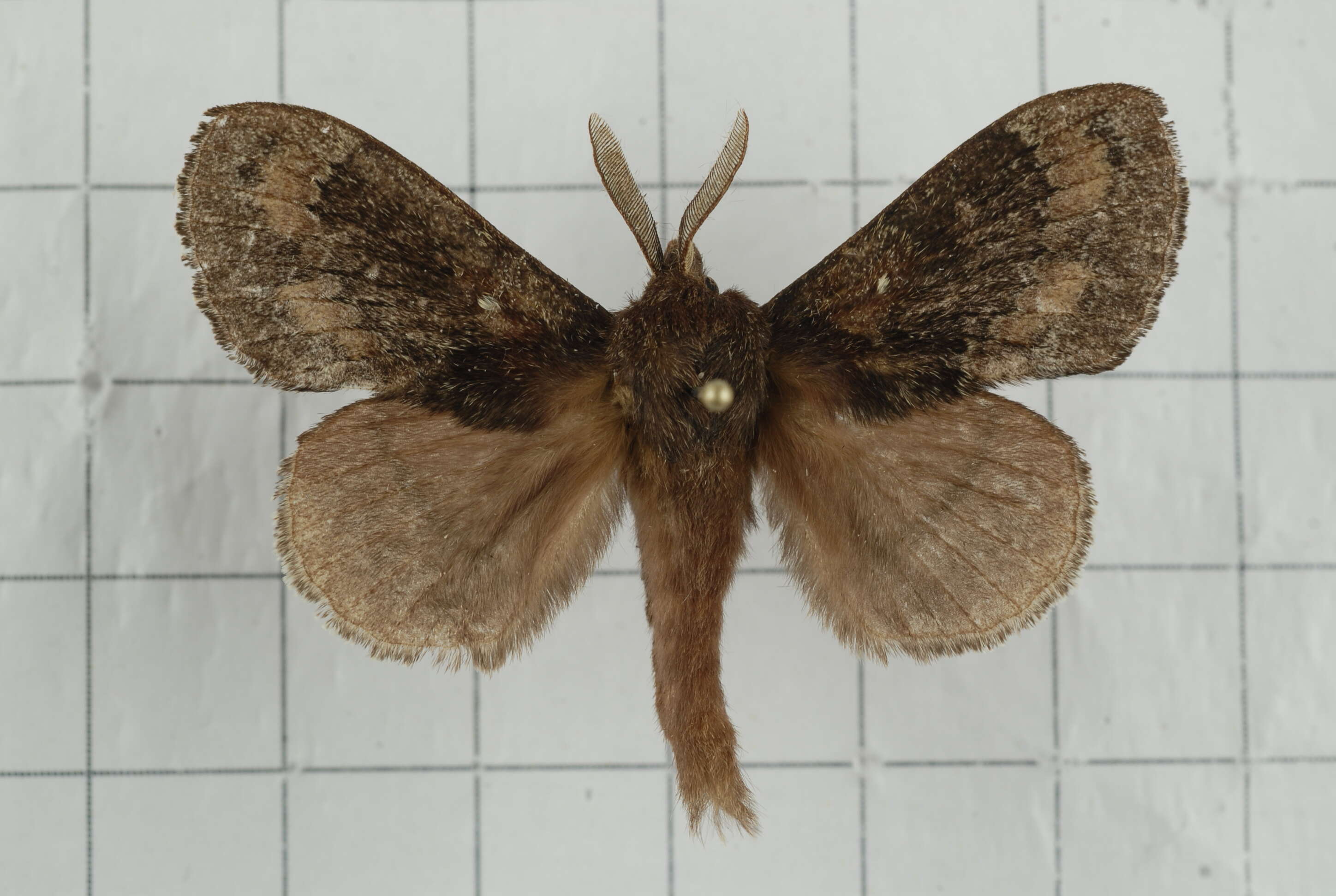 Image of Dendrolimus arizanus