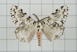 Image of Lymantria concolor Walker 1855