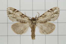 Image of Microphalera grisea Butler 1885