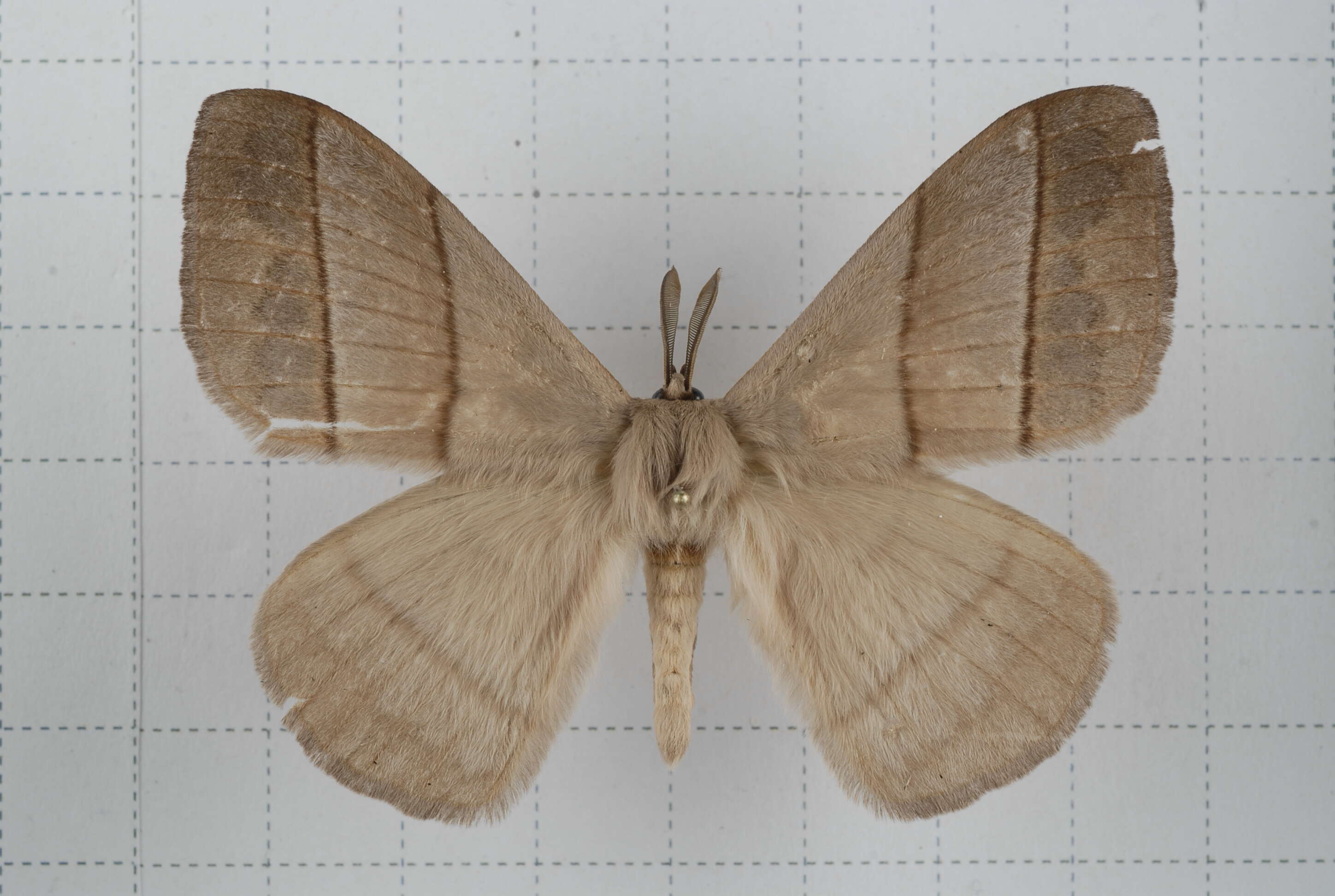 Image of Palirisa cervina (Moore (1866))