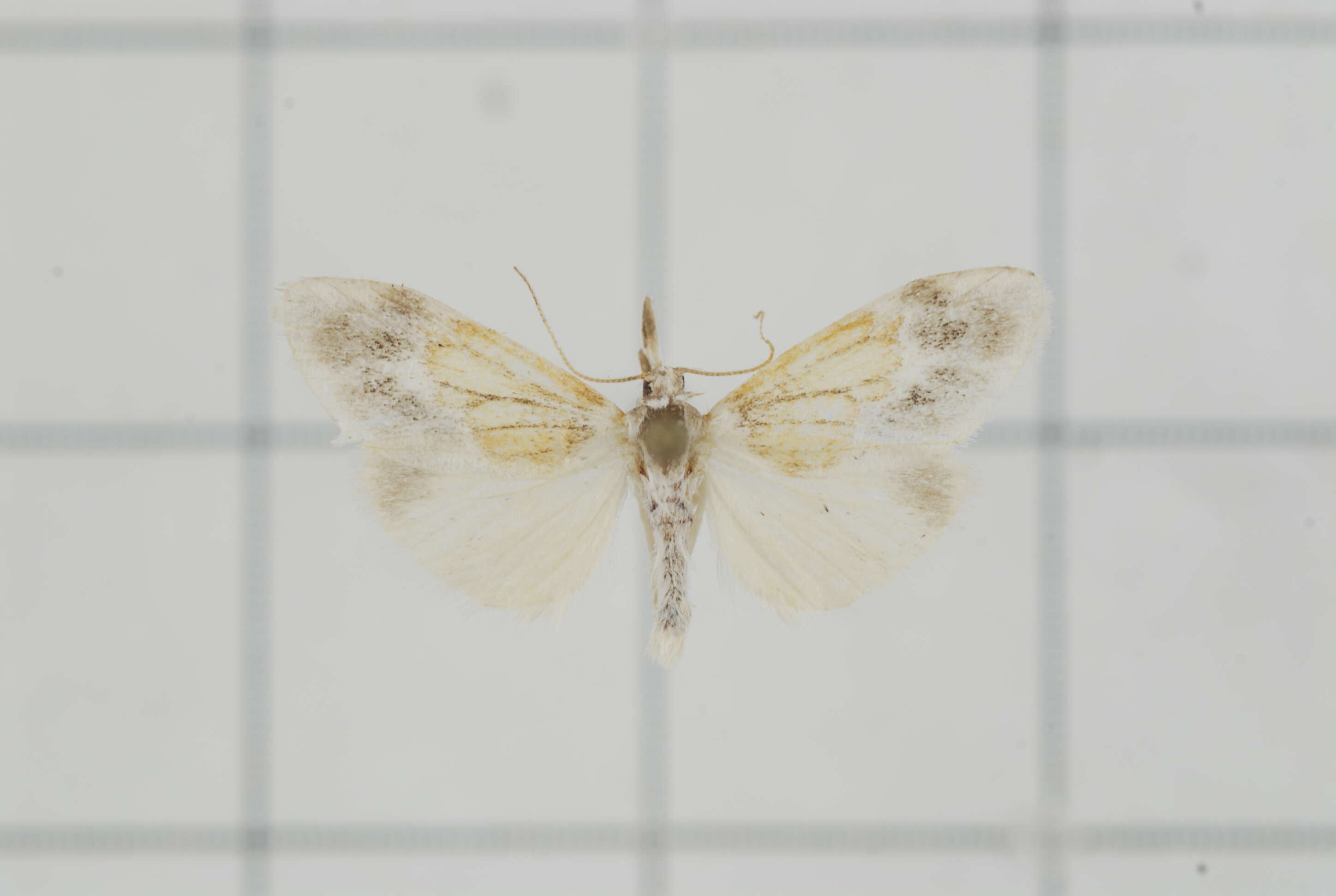 Image of Gymnasura semilutea Wileman 1911