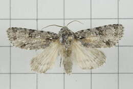 Image of Acronicta pruinosa Guenée 1852