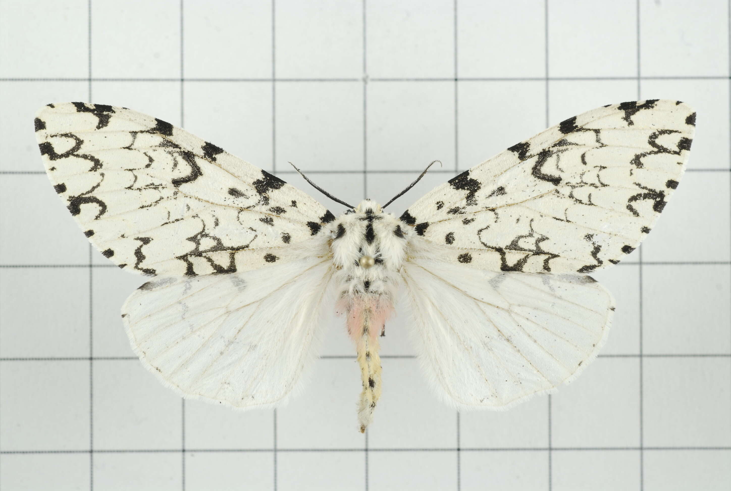 Image of Lymantria concolor Walker 1855