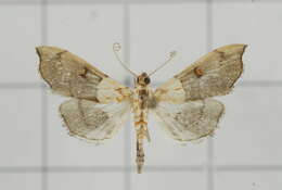 Image of Agrotera discinotata Swinhoe 1894