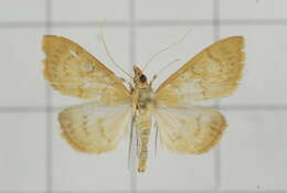 Image of Pyrausta celatalis Walker 1859