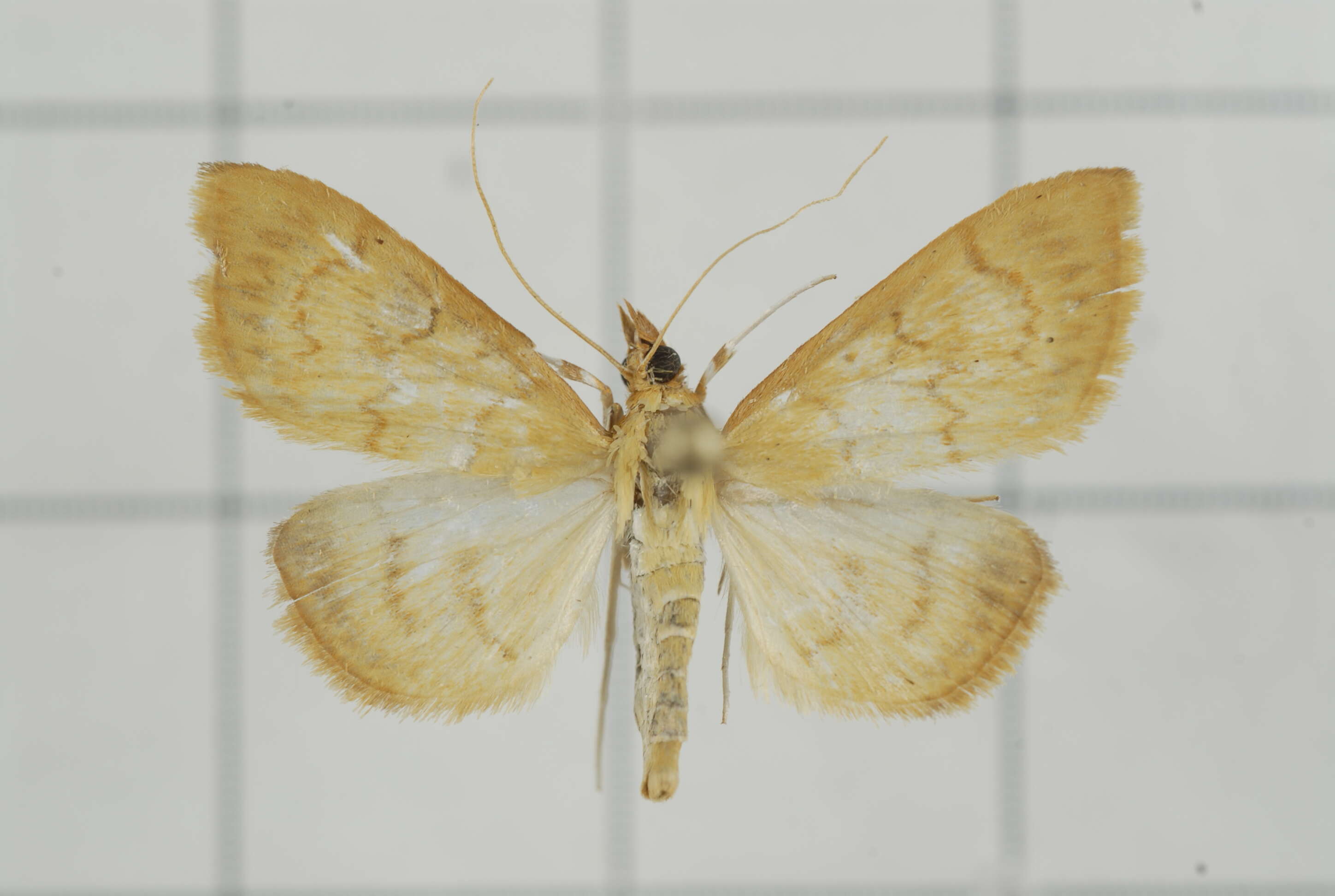 Image of Pyrausta celatalis Walker 1859