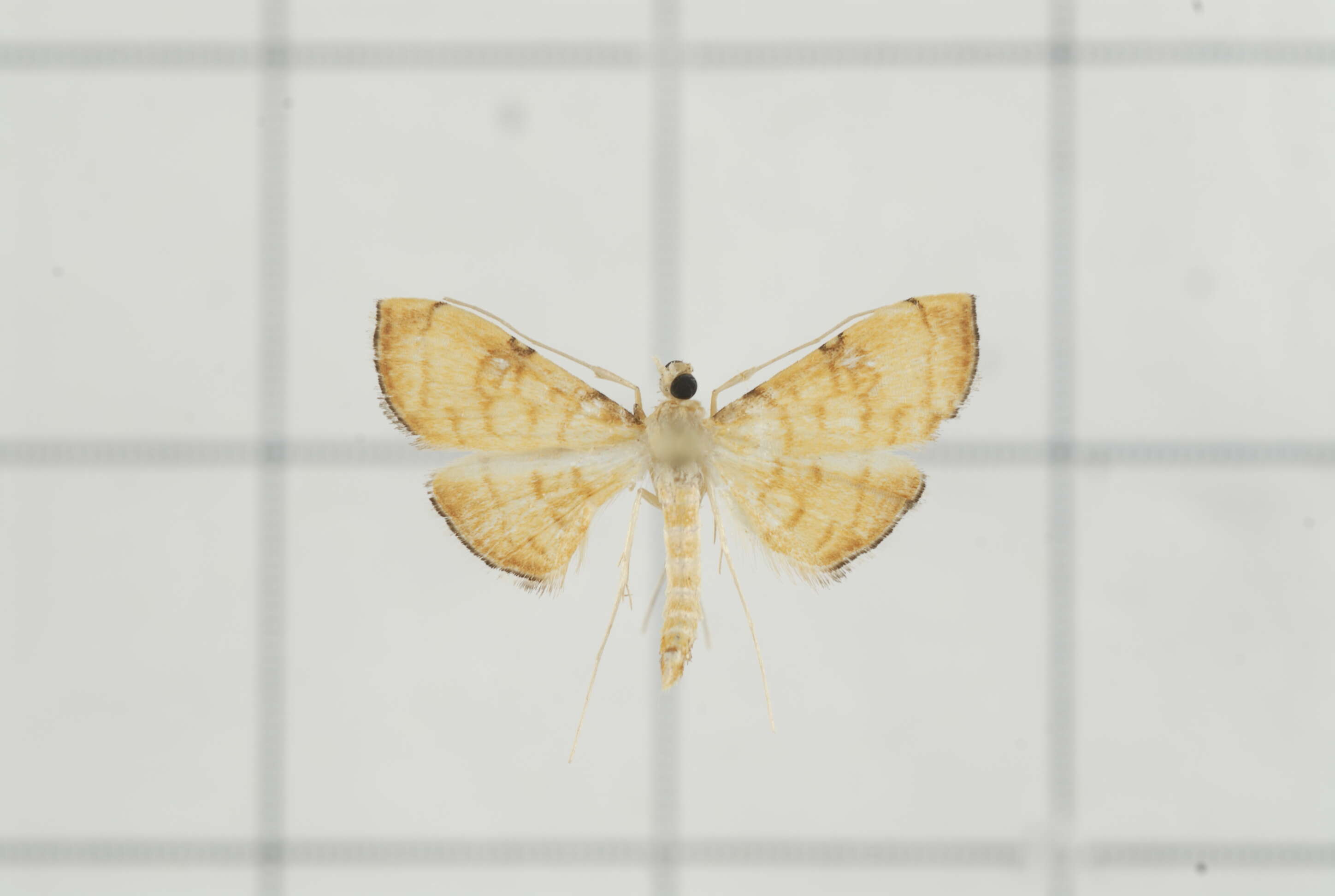 Image of Mabra nigriscripta Swinhoe 1895