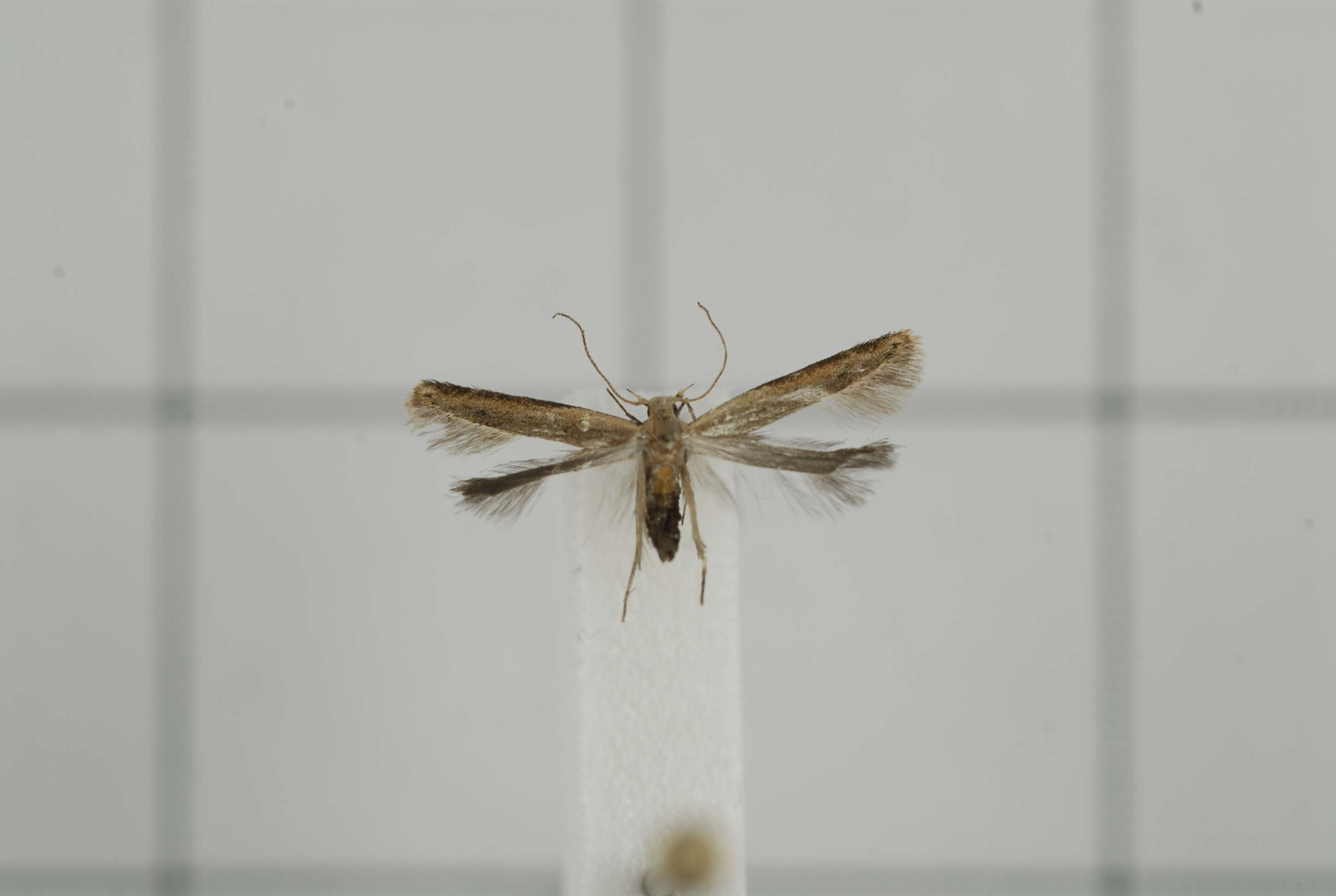 Image of Mesophleps sublutiana