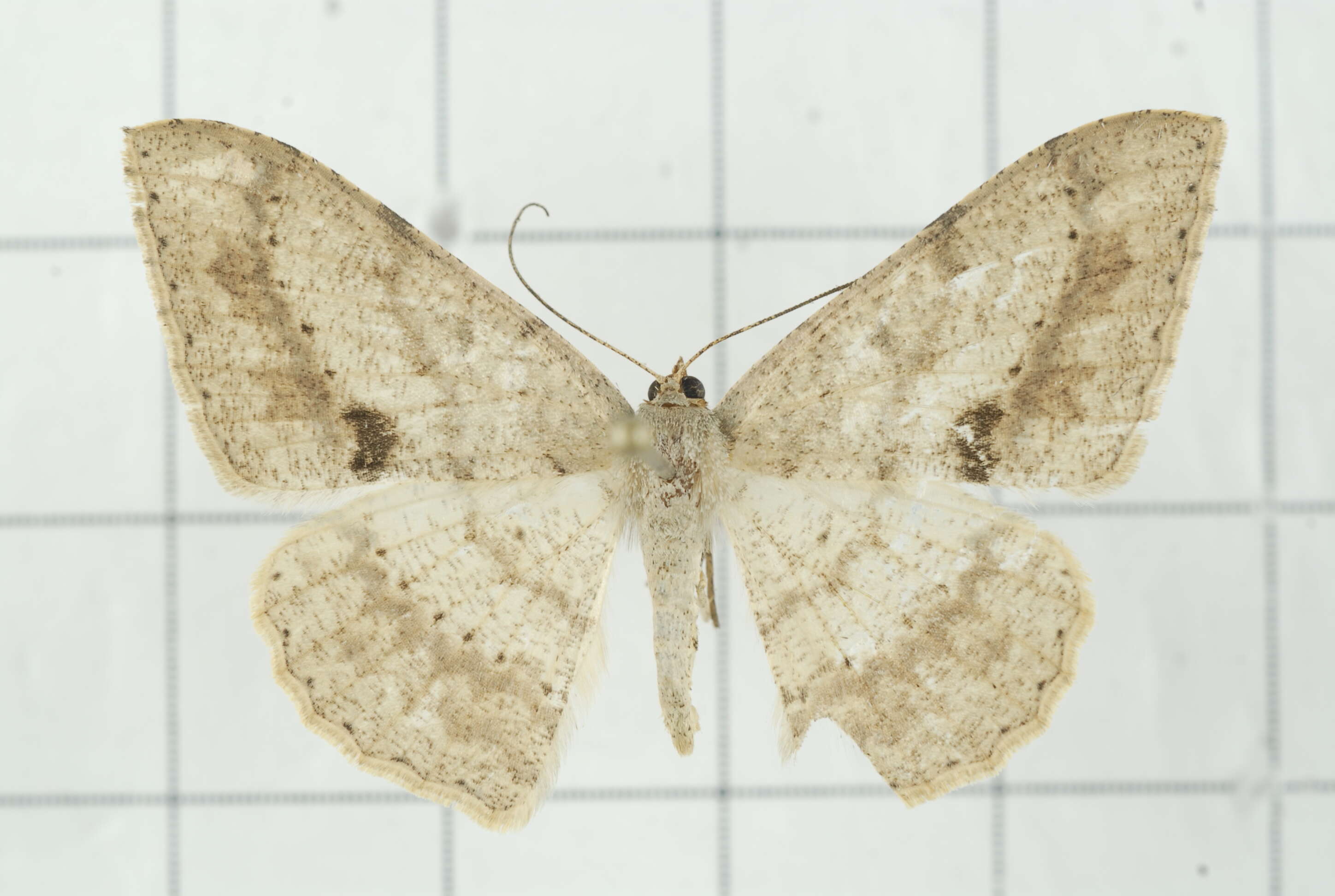 Image of Luxiaria mitorrhaphes Prout 1925