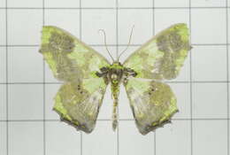 Image of Agathia diversiformis Warren 1894