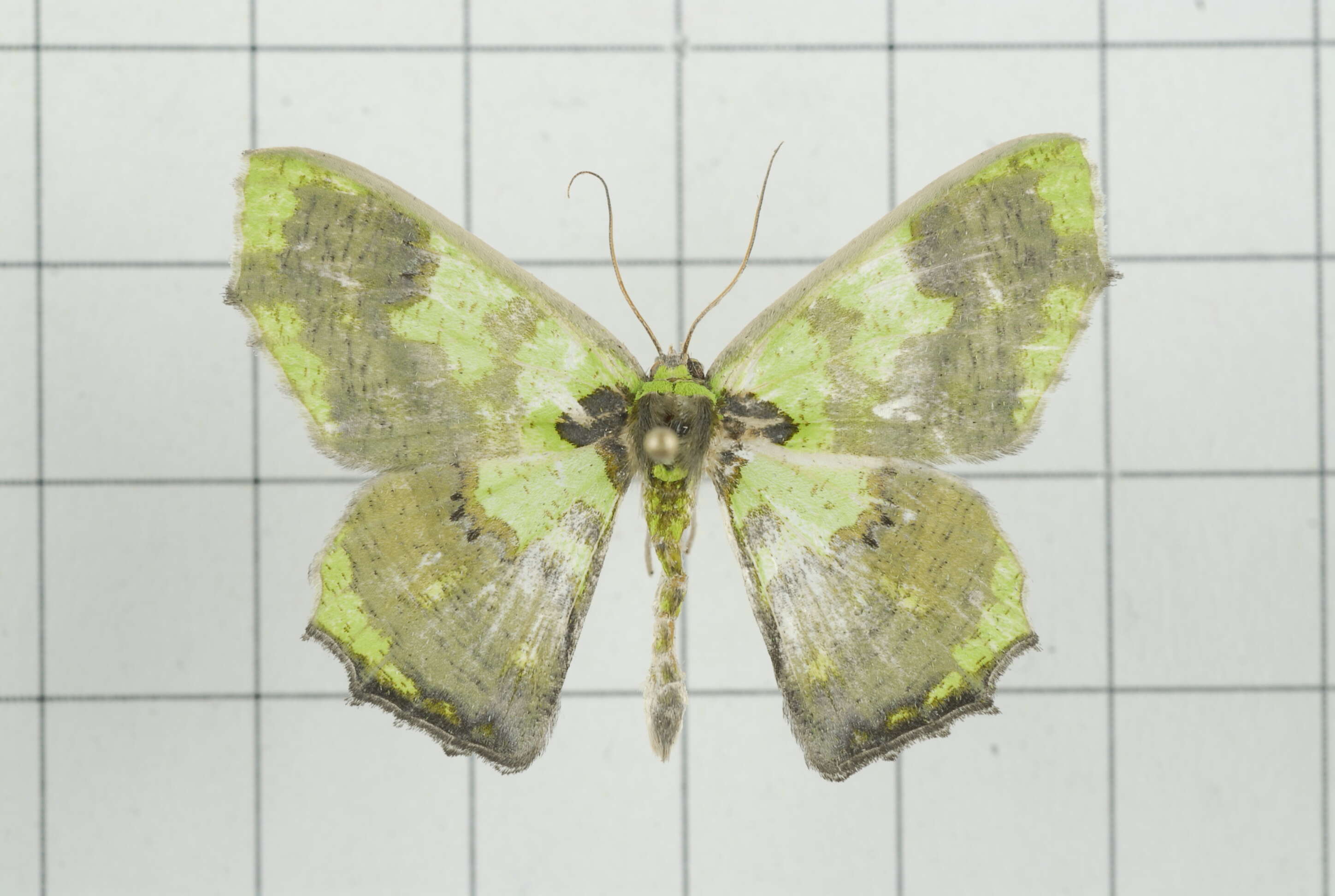 Image de Agathia diversiformis Warren 1894