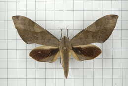 Image of Clanis bilineata (Walker 1866)