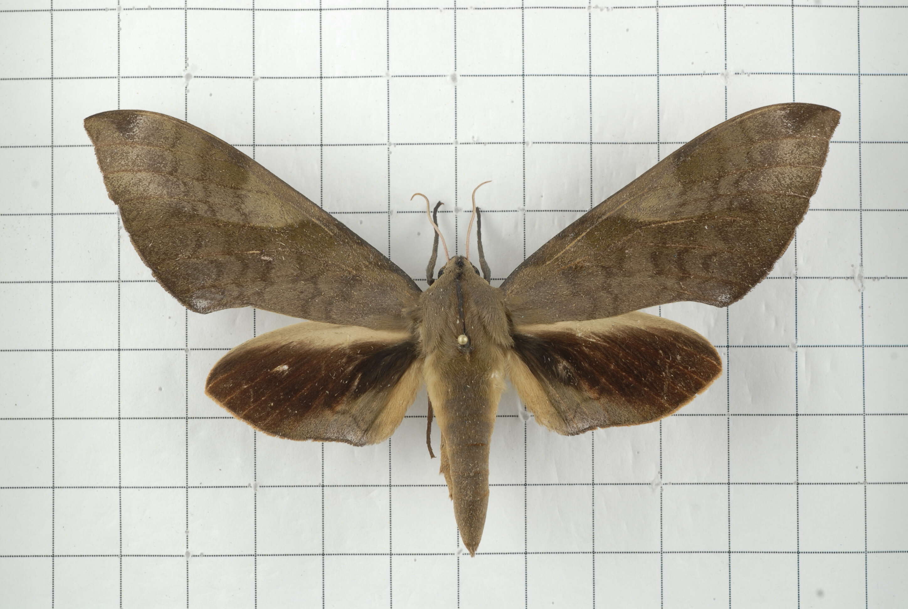 Image of Clanis bilineata (Walker 1866)