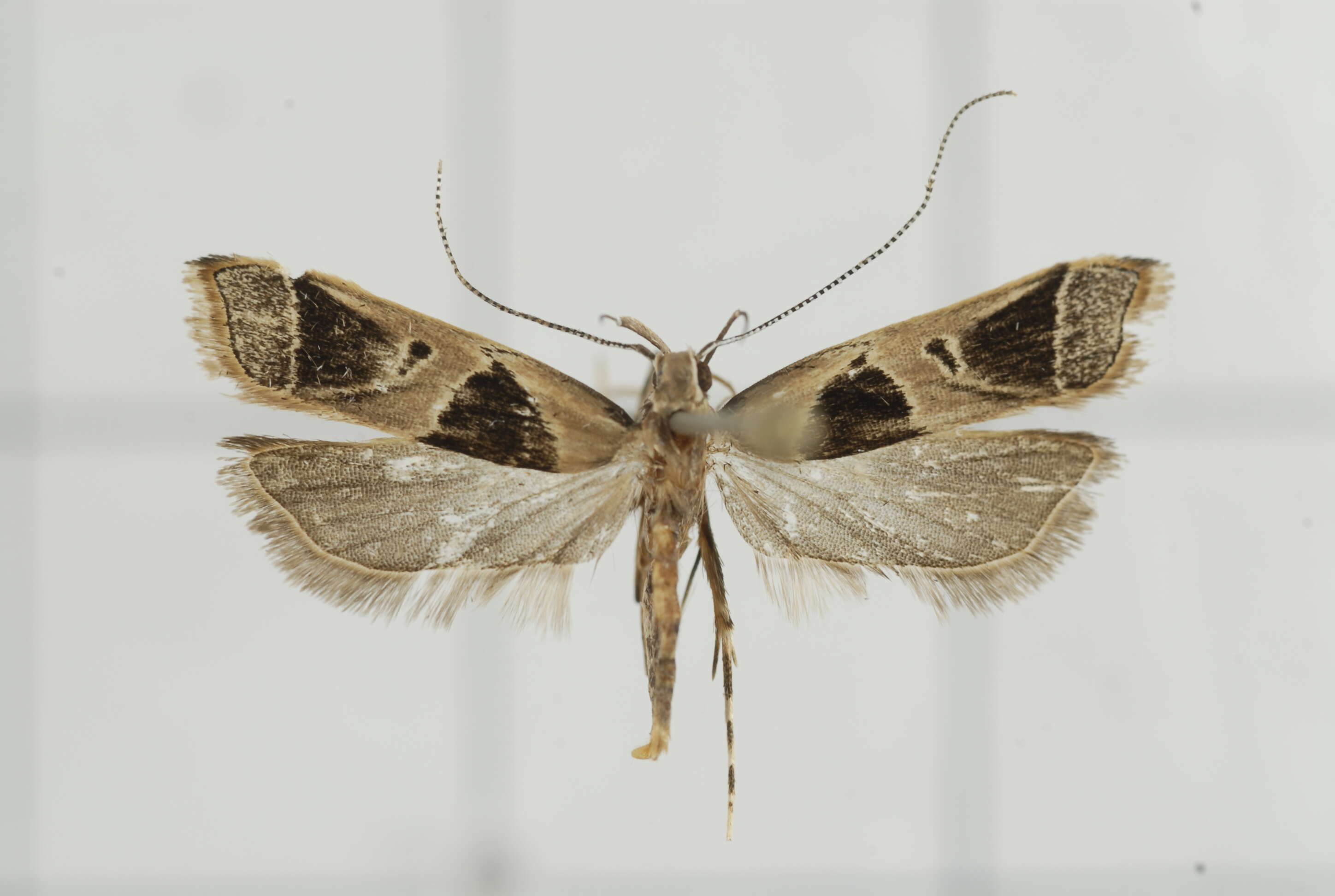 Image of Deltoplastis commatopa Meyrick 1932