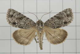 Image of Acronicta albistigma Hampson 1909