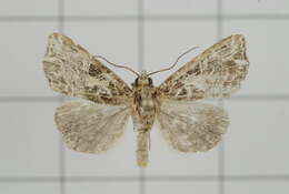 Image of Callopistria deflexusa